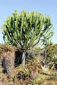 Image result for Euphorbia candelabrum