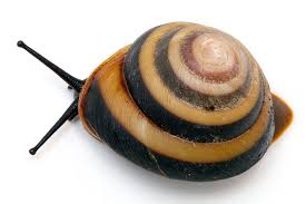 Главная улитки улитки караколус сагемон (caracolus sagemon). Gallery Of Species Caracolus Sagemon