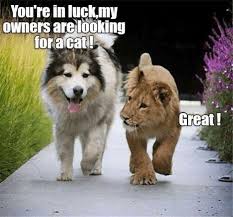 Pin By Christopher Locati On Ahimaℓ ƒ Tĥye M Htĥ Gorilla Baby Animals Funny Funny Animals Cute Animal Memes