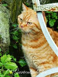 A Star Is Born Katzengarten Ingwer Katzen Gartenbuddelei