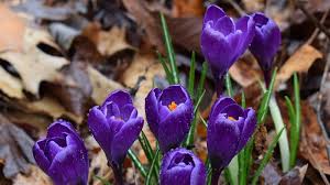 Vídeo em 4k e hd pronto para edição não linear imediata. Fall Planting Tips For Beautiful Spring Blooms Cincinnati Parks