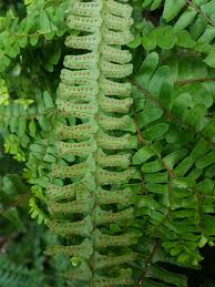 Image result for Nephrolepis