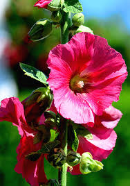 Looking for a good deal on hollyhock flower? Lorraine K Herout Hallowell James Obituaries