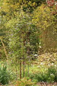 This willow garden obelisk plant support expands to full size in seconds. Wrought Iron Garden Obelisks Lovetoknow