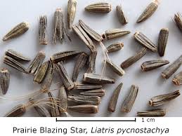 Image result for Pycnostachys schliebenii