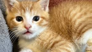 Fundraiser by Michele Gretaño : Matt Biondi is in the Emergency Hospital!