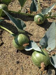 Image result for Cucurbitaceae