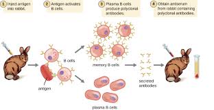 Polyclonal And Monoclonal Antibody Production Microbiology