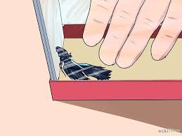 How To Tell If A Betta Fish Is Sick Betta Fish Betta Fish Care Betta