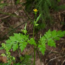 Image result for Bidens bipinnata