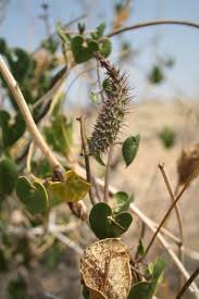 Image result for Pergularia