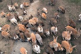 What does salt poisoning in dogs cause? The Dark History Of Japan S Rabbit Island Travel Smithsonian Magazine