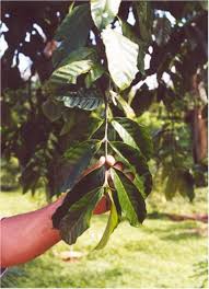 Image result for Funtumia elastica