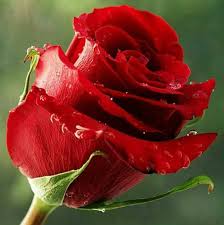 Image result for rosas