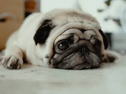 Image result for invalid dog wheelset