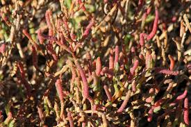 Image result for Salicornia perrieri