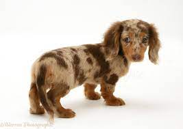 Dog Dachshund Pup Photo Dapple Dachshund Puppy Dapple Dachshund Dachshund Breed