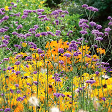 Image result for Verbena × teasii