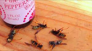 This is a standout amongst the most straightforward and natural home solutions for disposing of hornets. How To Get Rid Of Wasps Naturally Youtube