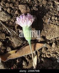 Image result for Emilia transvaalensis