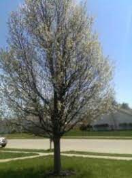 We did not find results for: Annual Reminder To Identify Callery Pear For Removal Purdue Landscape Report