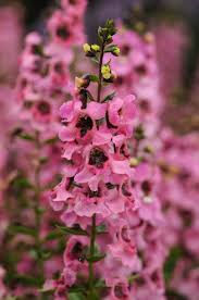 Image result for Angelonia