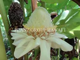 Image result for Etlingera elatior