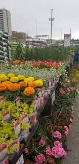 Check spelling or type a new query. Loblaws Loblaws Isabella S Garden Center Is Opening Facebook