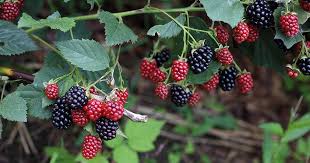 Among them are mulberry and blackberry. How To Plant And Grow Blackberries Gardener S Path