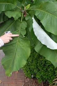 Check spelling or type a new query. Magnolia Macrophylla Bigleaf Magnolia Often Mispelled As Big Leaf Magnolia North Carolina Extension Gardener Plant Toolbox