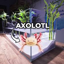 However, the tank being a little too cool is not nearly as bad as it is too hot. Aquarium Info Making A Lucky Bamboo Axolotl Tank Facebook