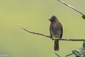 Image result for Tolpis capensis