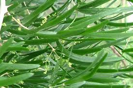 Image result for Asparagus falcatus