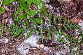 Image result for Asplenium laurentii