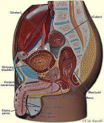 Bio202 Male Reproductive