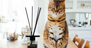 Pin By Asena Umay Bozkurt On Kediler In 2020 Fragrance Collection Home Fragrance Cats