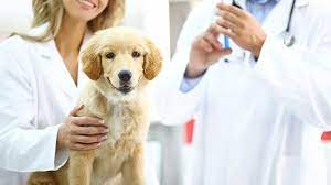 When And Why Pet Owners Need A Home Visit Vet Service Pets Pet Owners Veterinary Care