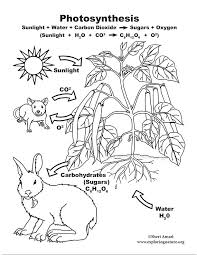 On may 18, 2019may 18, 2019 by coloring.rocks! Photosynthesis Coloring Page