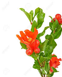 Check spelling or type a new query. Flowers And Fruit On A Pomegranate Tree Isolated On White Background Stock Photo Picture And Royalty Free Image Image 41856625