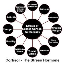 Effects Of High Cortisol Cortisol Stress Hormones High Cortisol