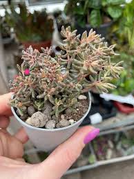 Image result for Cissus humbertii
