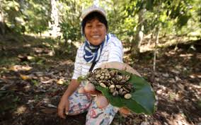 Meet The Villagers Whose Livelihood Depends On The Unusual Civet Coffee Silverkris