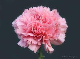 Carnation Cravos