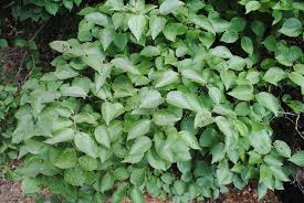 Check spelling or type a new query. Photo Of The Leaves Of Downy Arrowwood Viburnum Viburnum Rafinesquianum Posted By Ilparw Garden Org