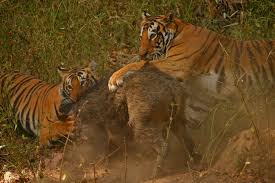 Bengal Tiger's Battle Against Other Animals