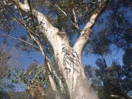 Image result for Eucalyptus sp.