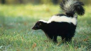 Skunks are new world mammals in the family mephitidae. Dog Sprayed By Skunk Here S What To Do