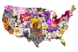 The state flower is a symbol for each state in usa, the state flowers for each state are. State Flowers Of The Contiguous United States Os Oc 3600x2400 Mapporn