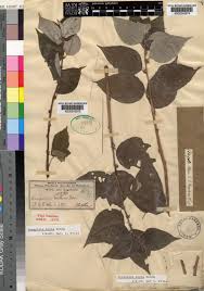 Image result for Pouzolzia mixta