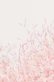 Pastel pink sakura macarons spring background bloom cookies nature cherry blossom. Pastel Wallpapers Free Hd Download 500 Hq Unsplash
